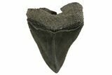 Serrated, Fossil Megalodon Tooth - South Carolina #321315-1